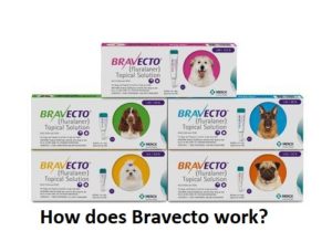 How does Bravecto work efficiently while fighting against fleas and