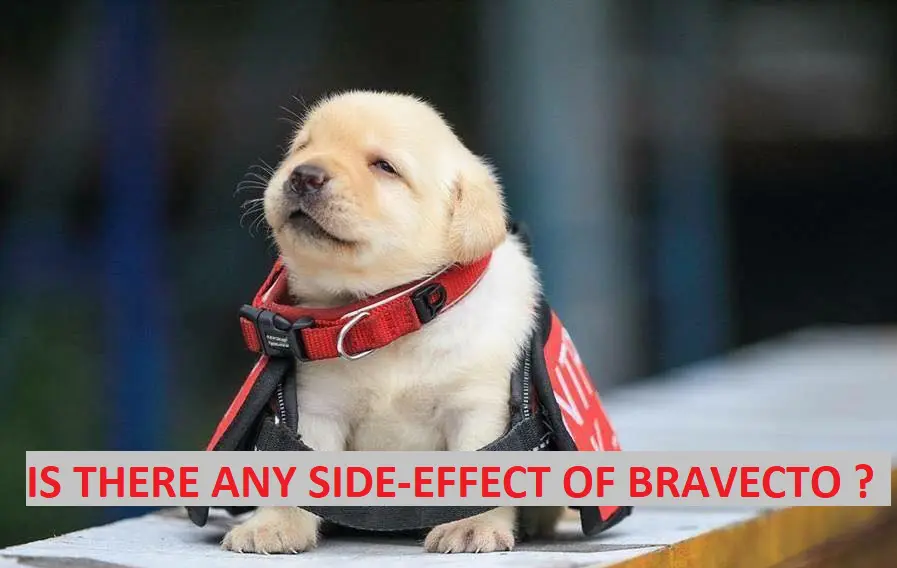 what are side effects of bravecto for dogs