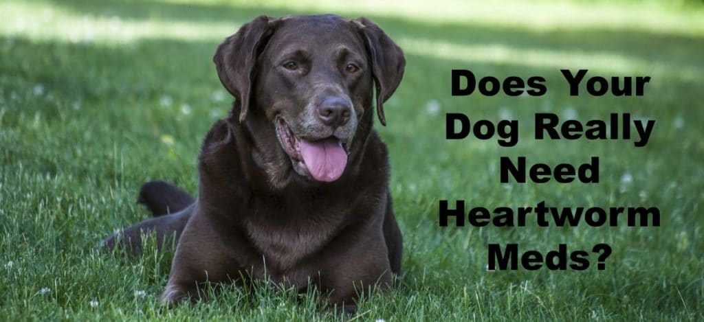 The hard truth about heartworms - Bravecto For Dogs