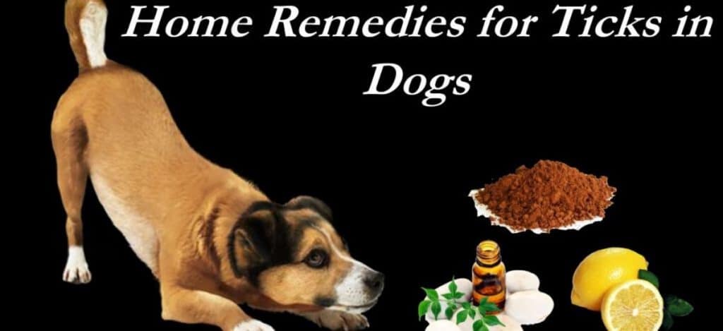 Natural and home remedy for heartworms prevention