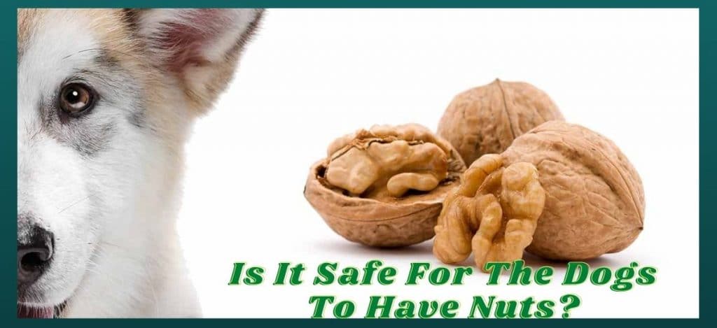 Can dogs have nuts