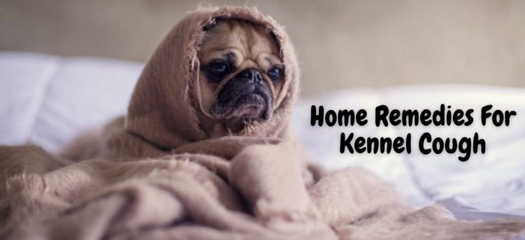home remedies for kennel cough
