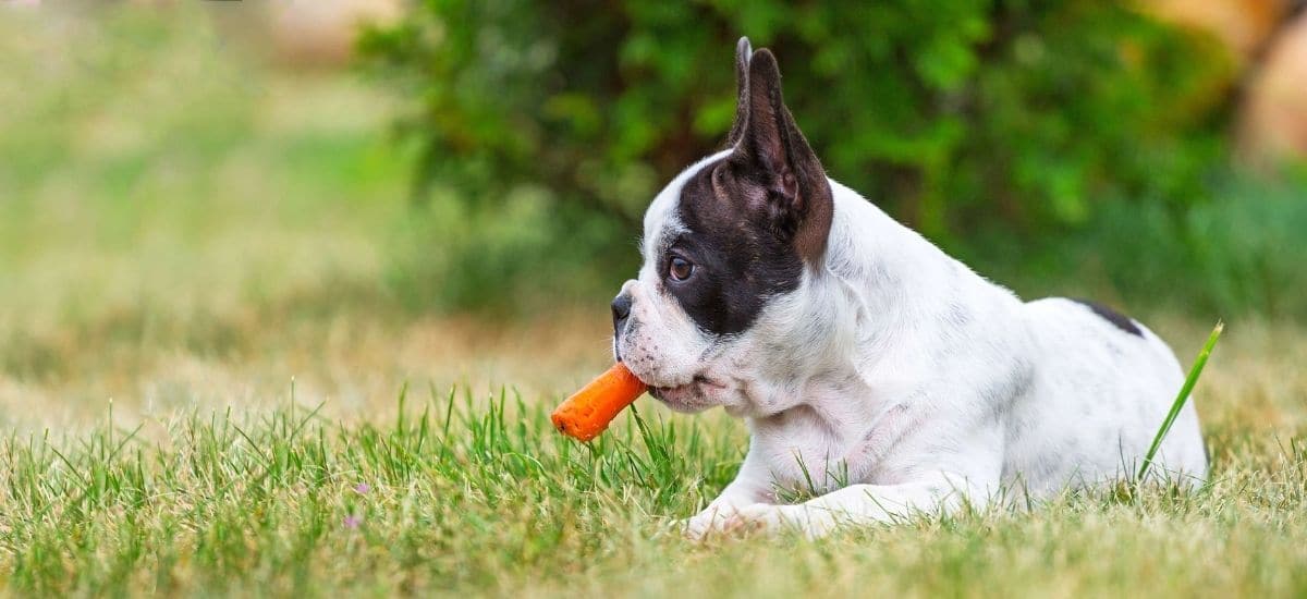 Can Dogs Have Carrots?