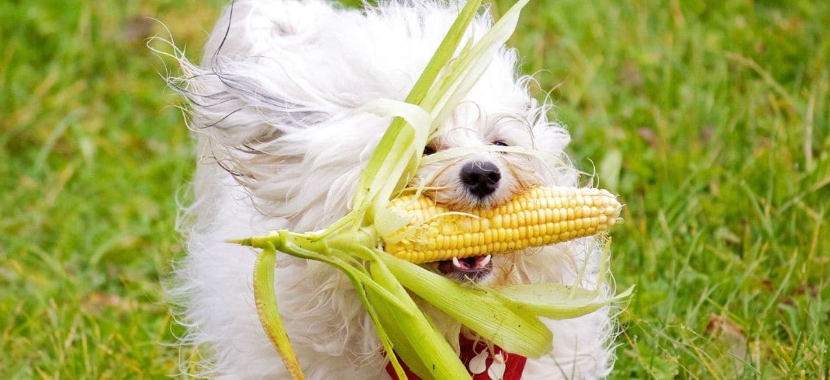 can dogs eat corn cobs