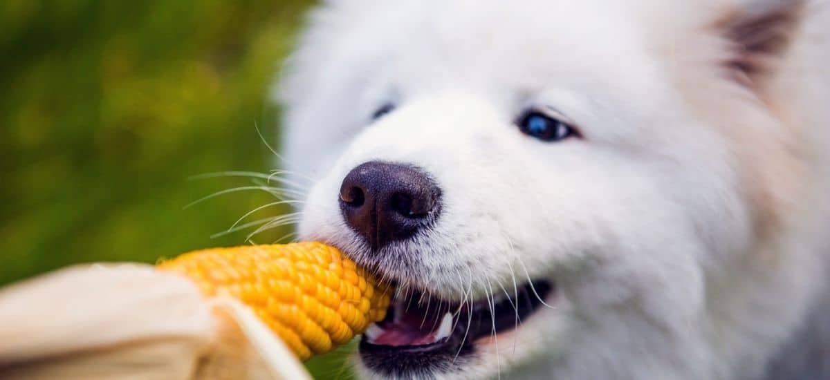 can dogs eat corn cobs