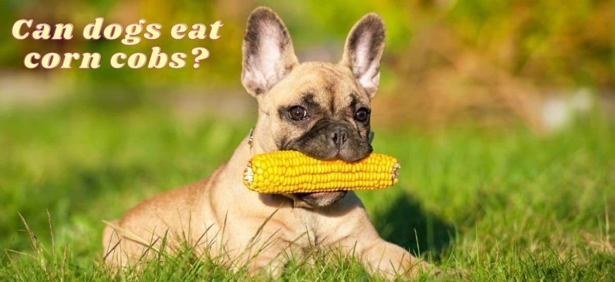 can dogs eat corn cobs
