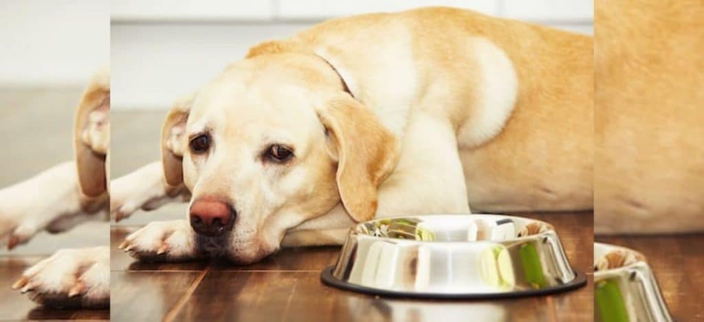 why-is-my-dog-not-eating-but-drinking-water-bravecto-for-dogs