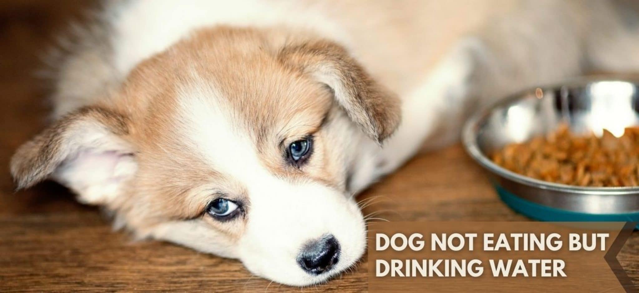 why-is-my-dog-not-eating-but-drinking-water-bravecto-for-dogs