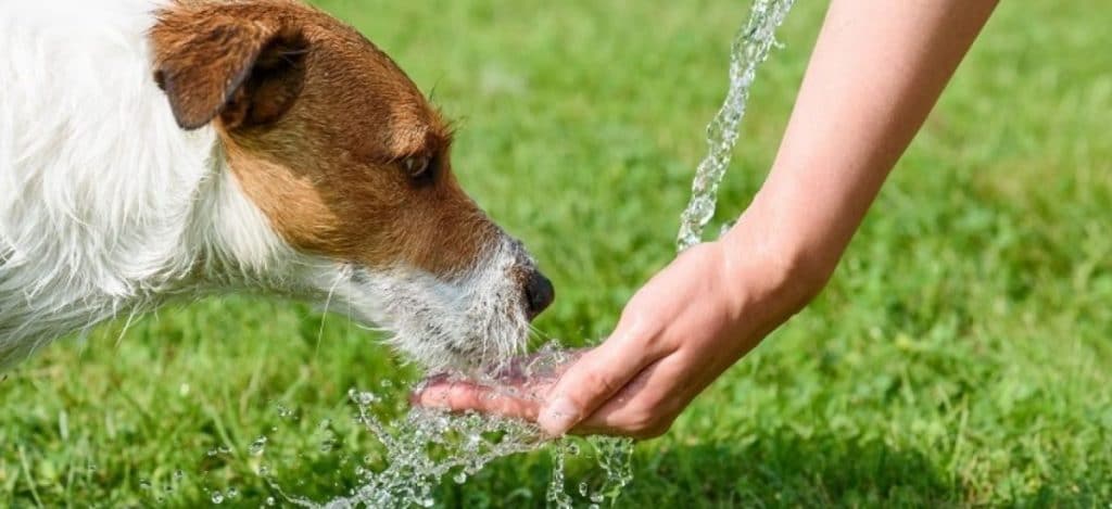 why-is-my-dog-not-eating-but-drinking-water-bravecto-for-dogs