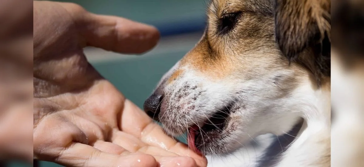 Why do dogs lick wounds on humans?