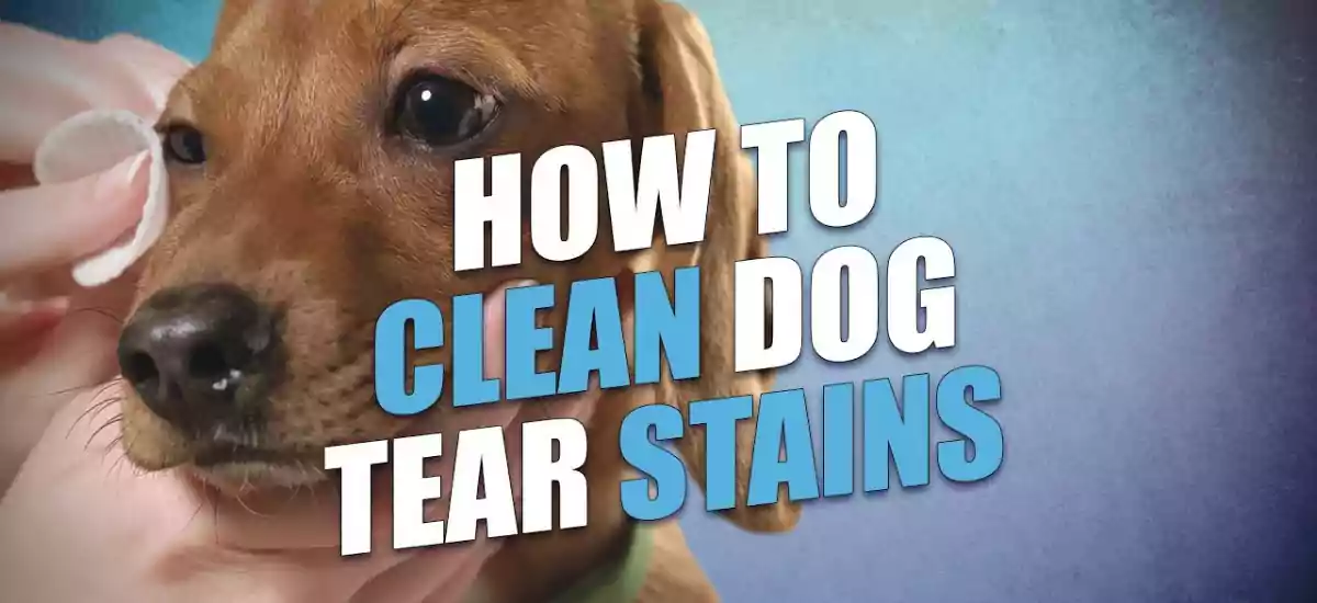 Worried About How To Clean Tear Stains On Dogs? We Have Your Solutions!