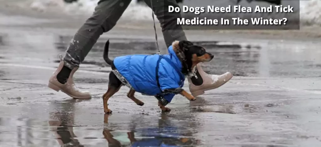 do dogs need flea and tick medicine in the winter