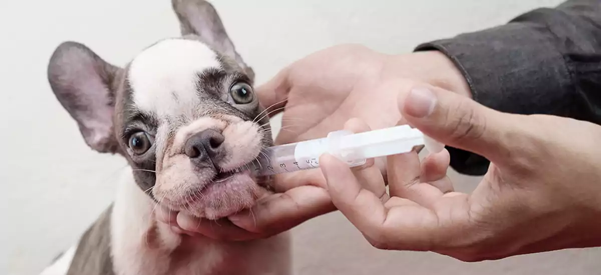 How To Give A Dog Liquid Medicine