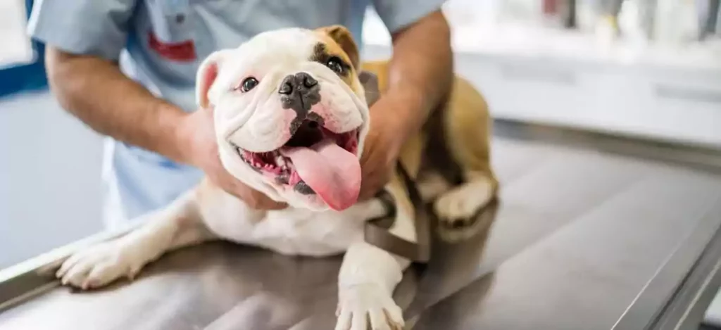 how much insulin does it take to kill a dog