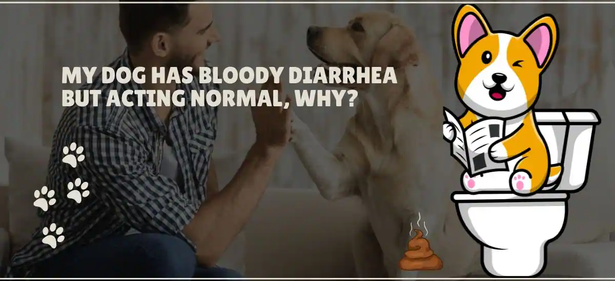 My Dog Has Bloody Diarrhea But Acting Normal