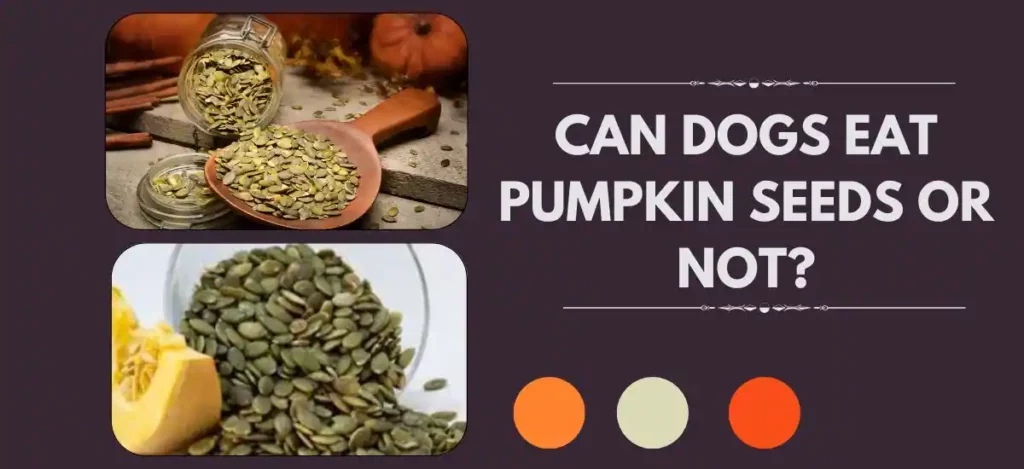 can dogs eat pumpkin seeds or not