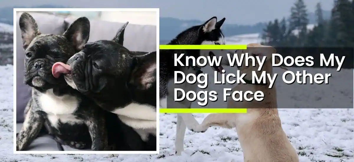 Dog Lick My Other Dogs Face