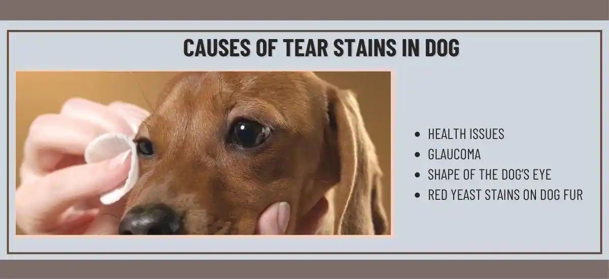 how to clean tear stains on dogs
