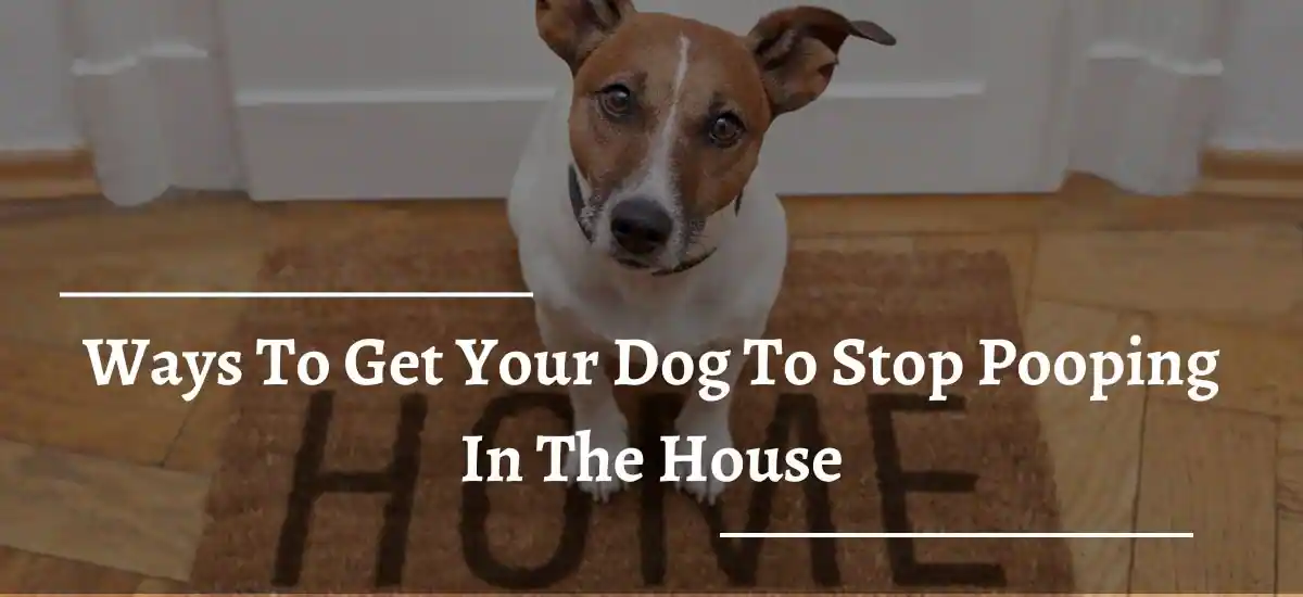How To Stop A Dog From Pooping 