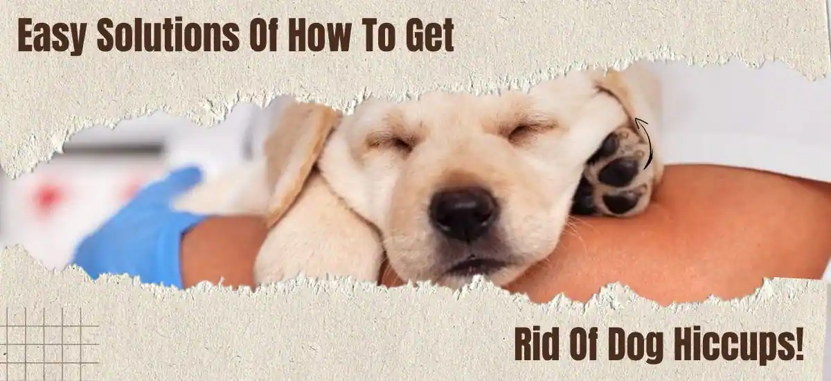 How To Get Rid Of Dog Hiccups